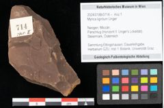 Foto (Objekt + Etikett) von Myrica lignitum Unger (NHMW-GEO-2024-0188-0714)